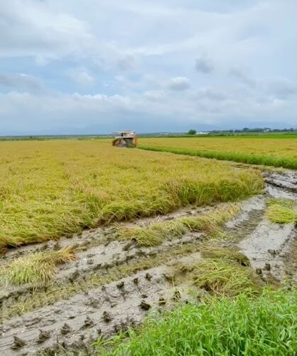 早期米稲刈り始まりました！